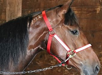 Trillions Hanover seeks first Grand Circuit win in Lady Maud