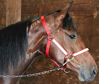 Trillions Hanover seeks first Grand Circuit win in Lady Maud
